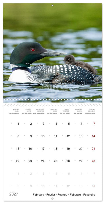 BABY LOON (CALVENDO Monthly Calendar 2027)