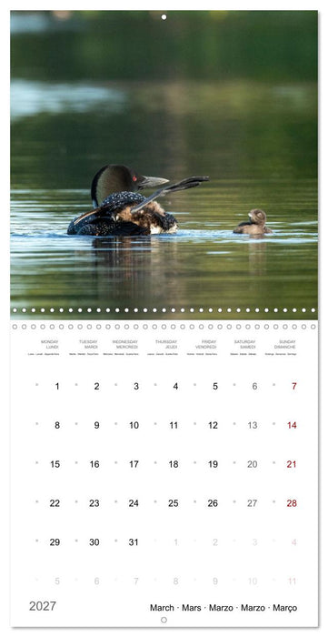 BABY LOON (CALVENDO Monthly Calendar 2027)