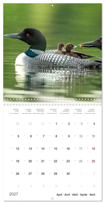 BABY LOON (CALVENDO Monthly Calendar 2027)