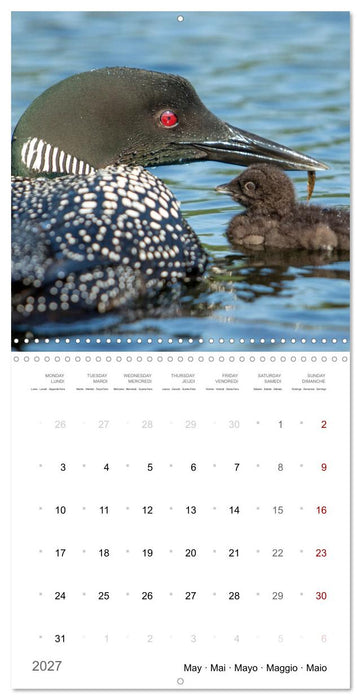 BABY LOON (CALVENDO Monthly Calendar 2027)