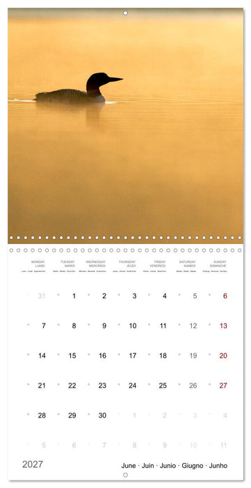 BABY LOON (CALVENDO Monthly Calendar 2027)