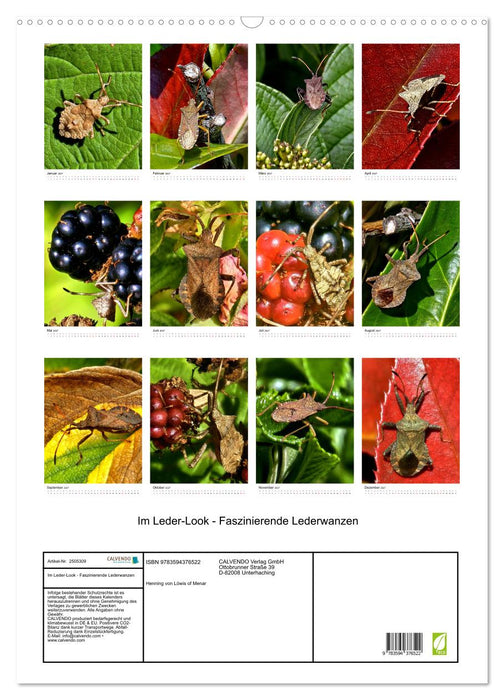 Im Leder-Look - Faszinierende Lederwanzen (CALVENDO Wandkalender 2027)