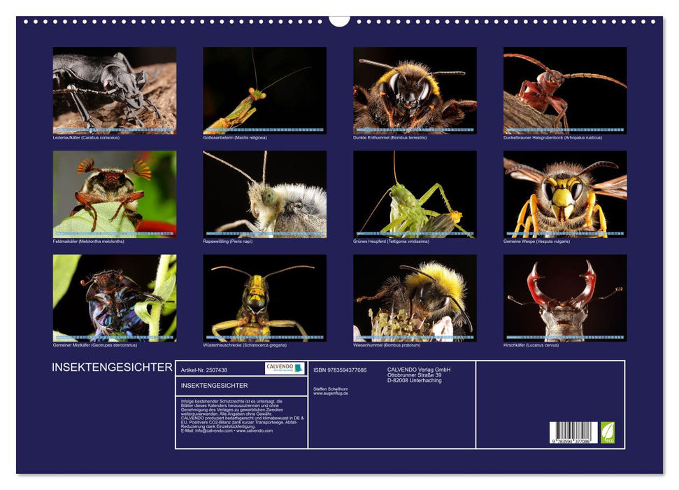 INSEKTENGESICHTER (CALVENDO Wandkalender 2027)