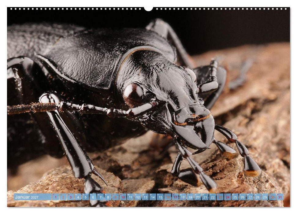 INSEKTENGESICHTER (CALVENDO Wandkalender 2027)