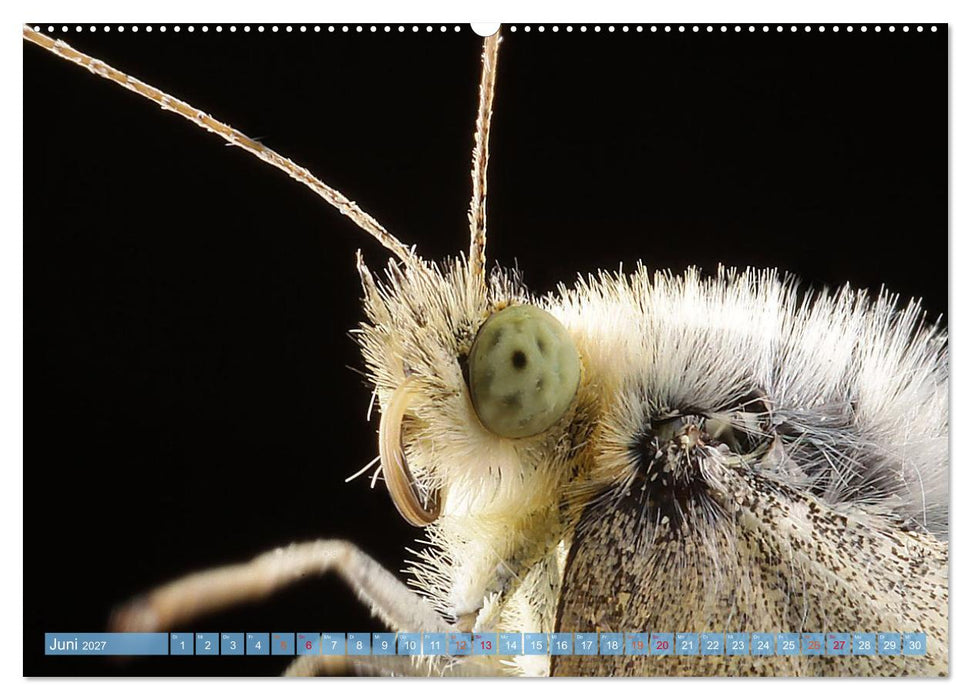 INSEKTENGESICHTER (CALVENDO Wandkalender 2027)