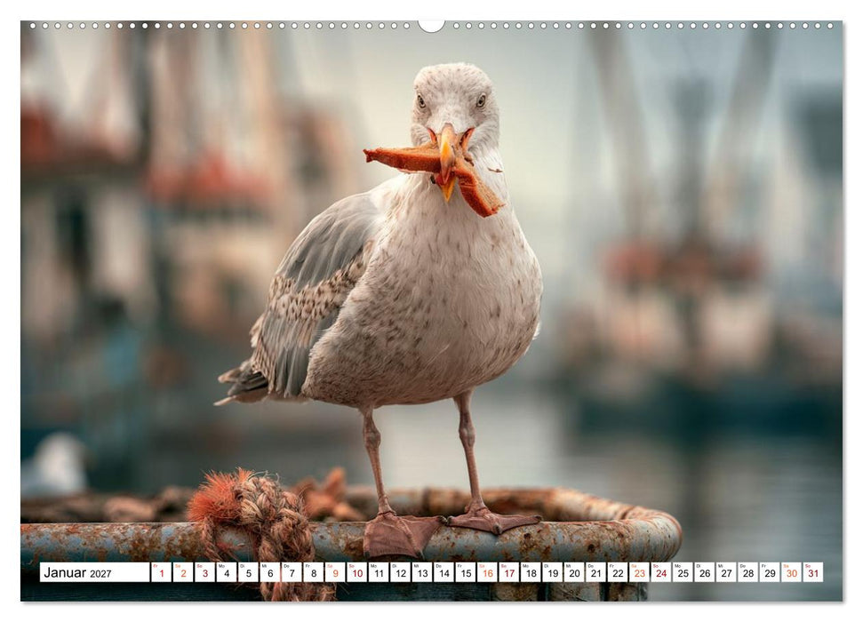 Typisch Möwe! (CALVENDO Premium Wandkalender 2027)