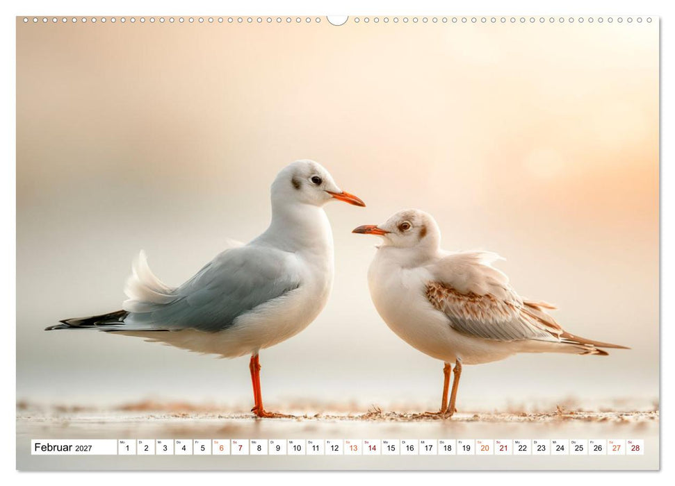 Typisch Möwe! (CALVENDO Premium Wandkalender 2027)