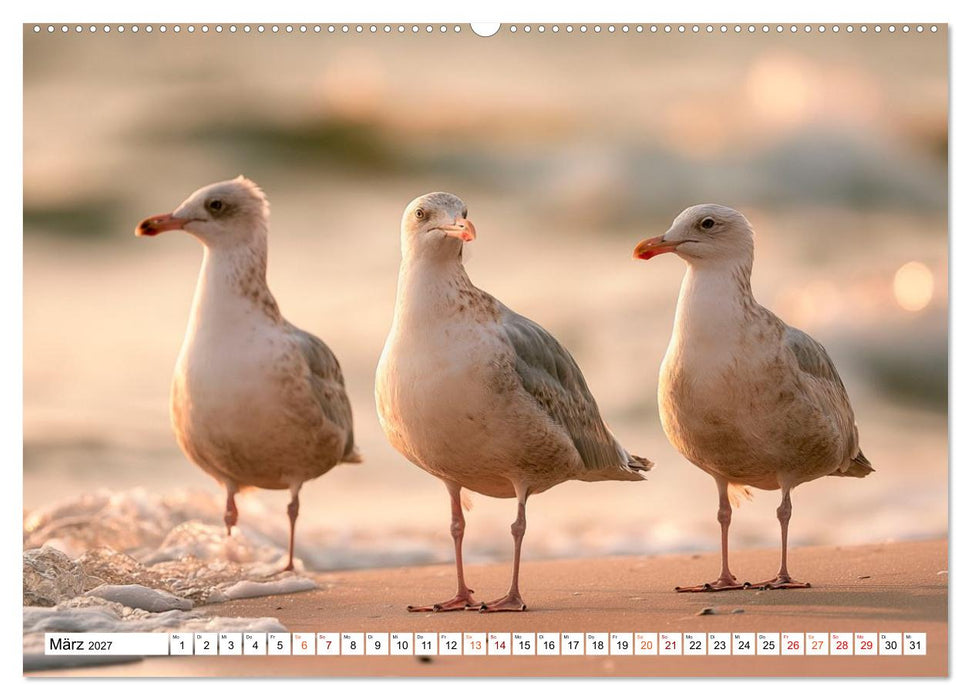 Typisch Möwe! (CALVENDO Premium Wandkalender 2027)