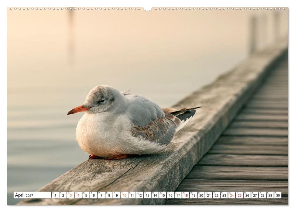 Typisch Möwe! (CALVENDO Premium Wandkalender 2027)