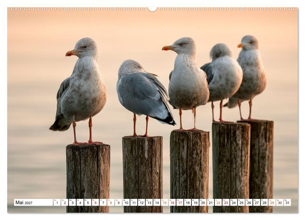 Typisch Möwe! (CALVENDO Premium Wandkalender 2027)