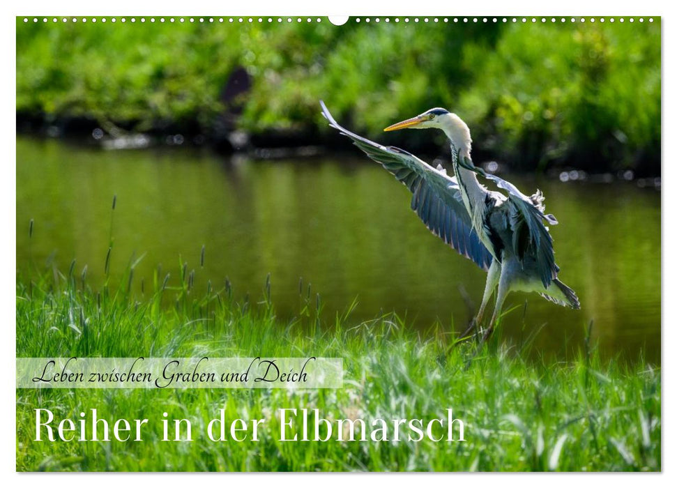 Reiher in der Elbmarsch (CALVENDO Wandkalender 2027)