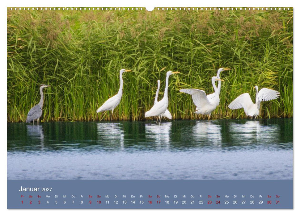Reiher in der Elbmarsch (CALVENDO Wandkalender 2027)