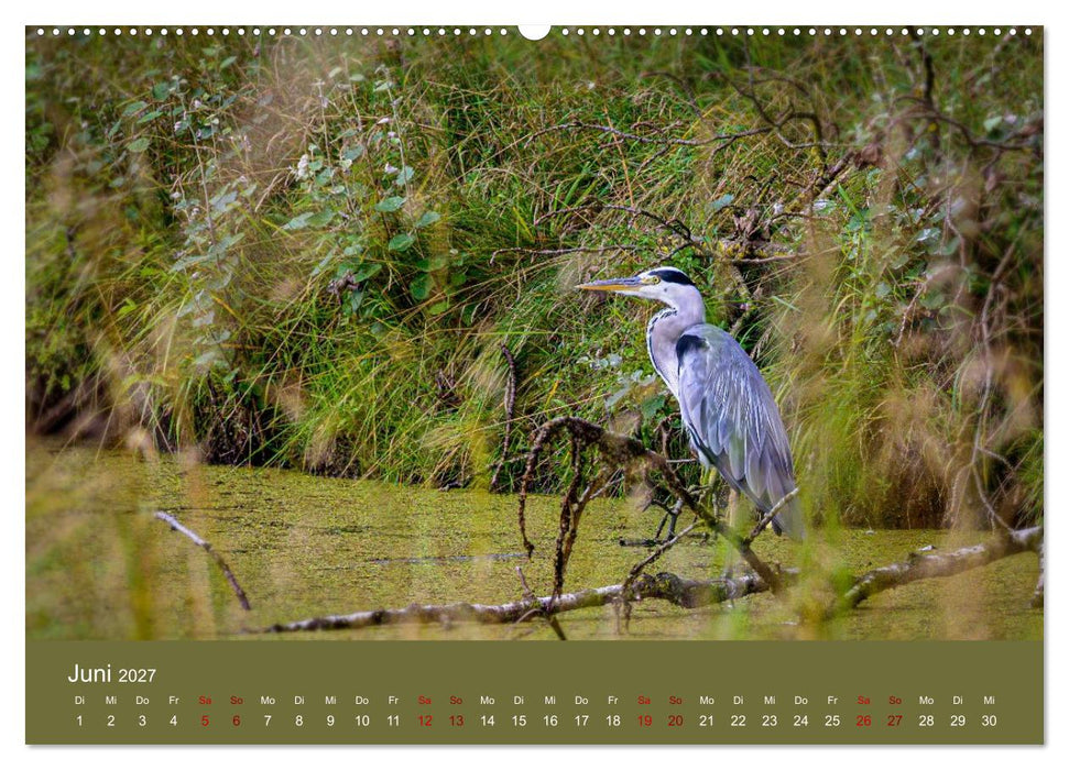 Reiher in der Elbmarsch (CALVENDO Wandkalender 2027)