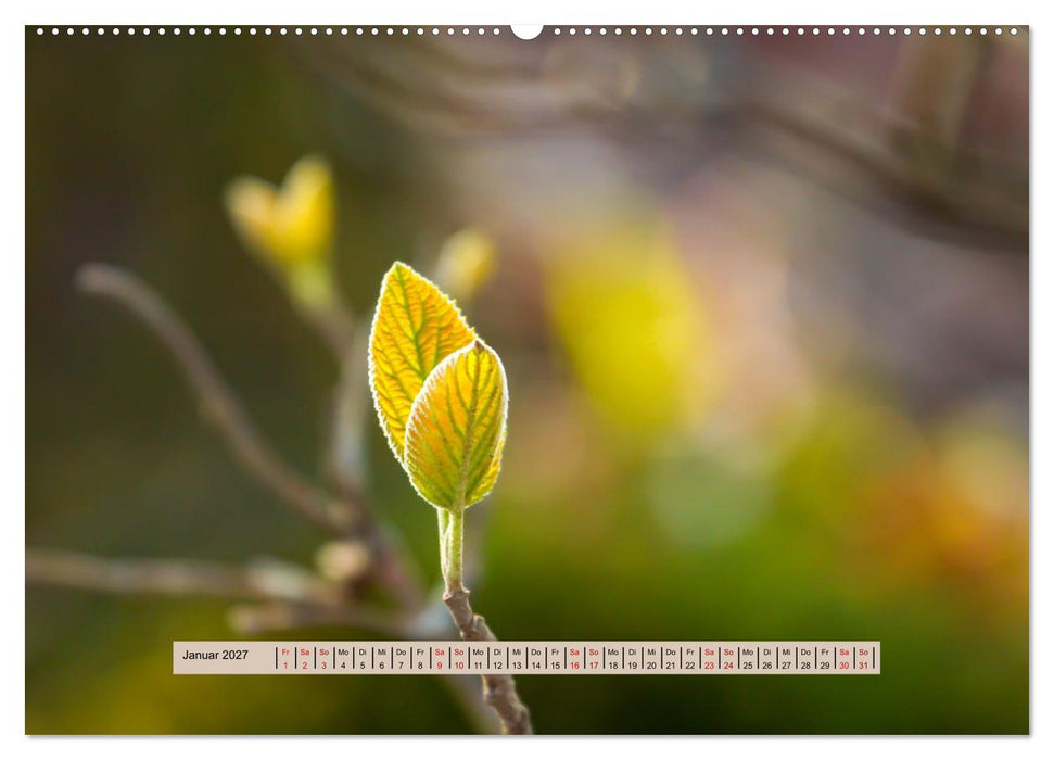 Nebel, Licht und Wunder (CALVENDO Premium Wandkalender 2027)