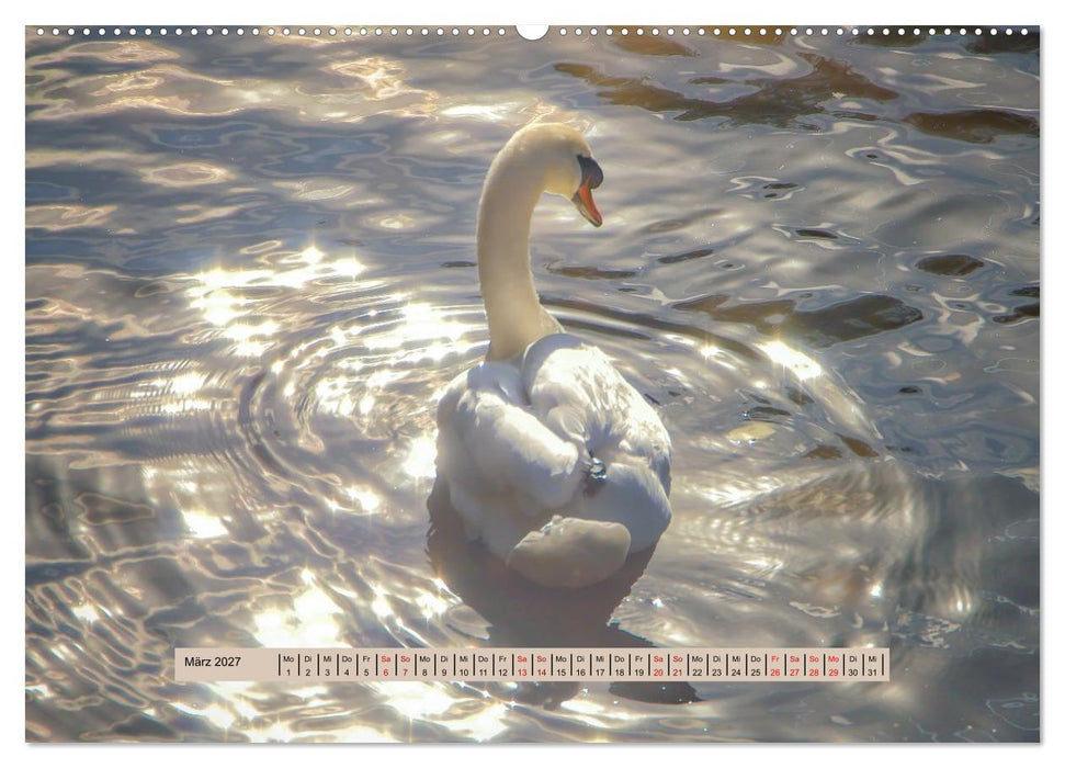 Nebel, Licht und Wunder (CALVENDO Premium Wandkalender 2027)