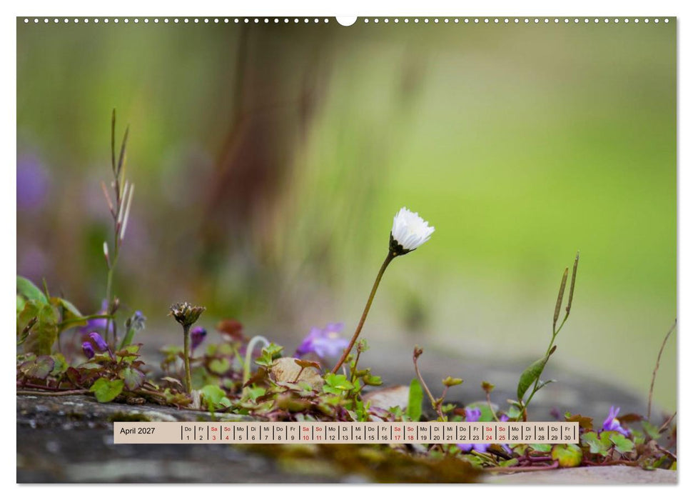 Nebel, Licht und Wunder (CALVENDO Premium Wandkalender 2027)