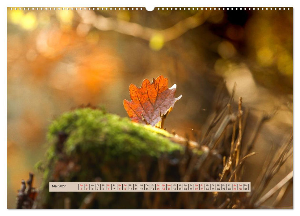 Nebel, Licht und Wunder (CALVENDO Premium Wandkalender 2027)