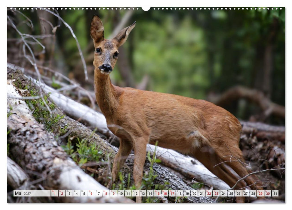 Sanfte Augenblicke, Faszination Rehe (CALVENDO Premium Wandkalender 2027)