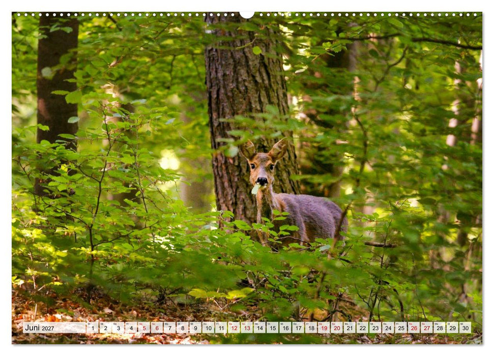 Sanfte Augenblicke, Faszination Rehe (CALVENDO Premium Wandkalender 2027)