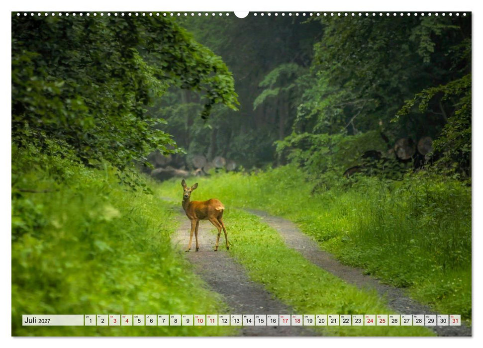 Sanfte Augenblicke, Faszination Rehe (CALVENDO Premium Wandkalender 2027)