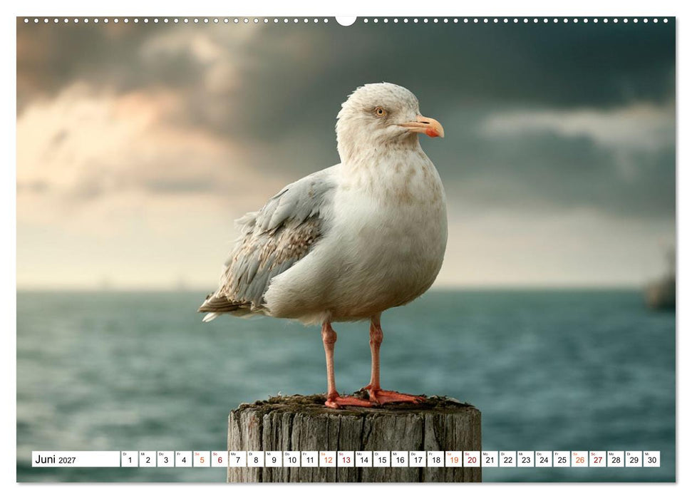 Typisch Möwe! (CALVENDO Wandkalender 2027)