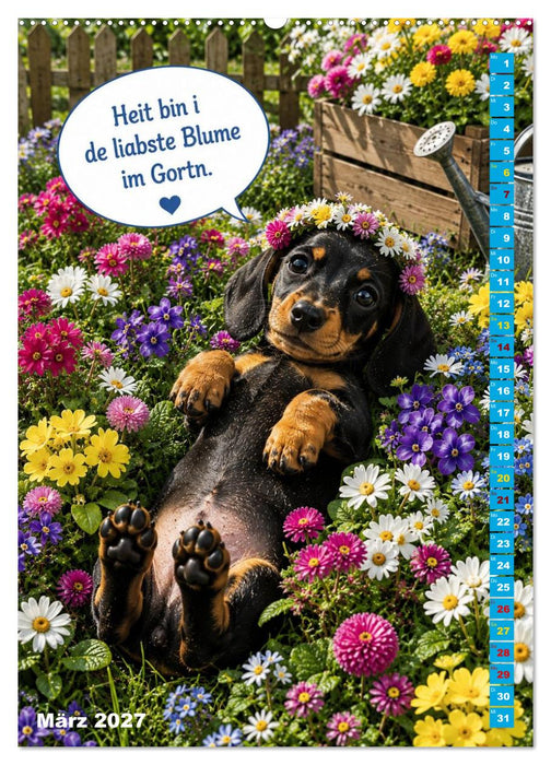 Dackelbaby- A bissl frech, ganz vui liab! (CALVENDO Premium Wandkalender 2027)