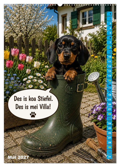 Dackelbaby- A bissl frech, ganz vui liab! (CALVENDO Premium Wandkalender 2027)