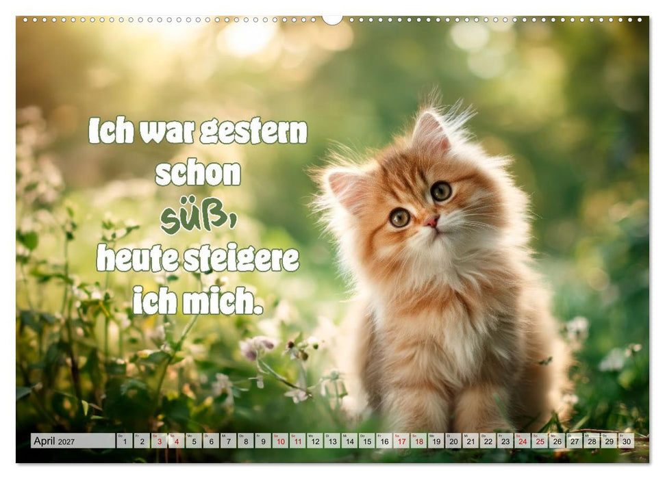 Katzenbabys - Klein, frech und coole Sprüche (CALVENDO Wandkalender 2027)