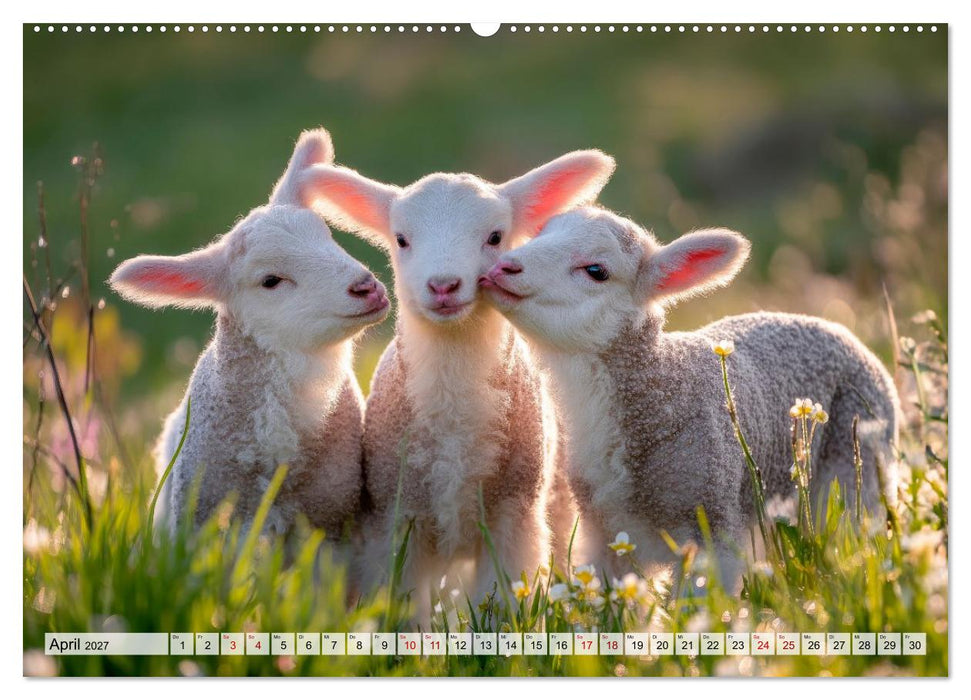 Bauernhofbabys - Tierische Lieblinge vom Land (CALVENDO Wandkalender 2027)