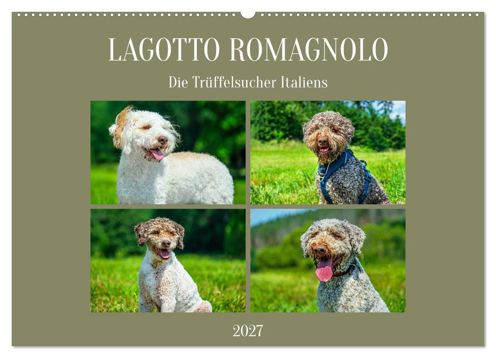 Lagotto Romagnolo - die Trüffelsucher Italiens (CALVENDO Wandkalender 2027)