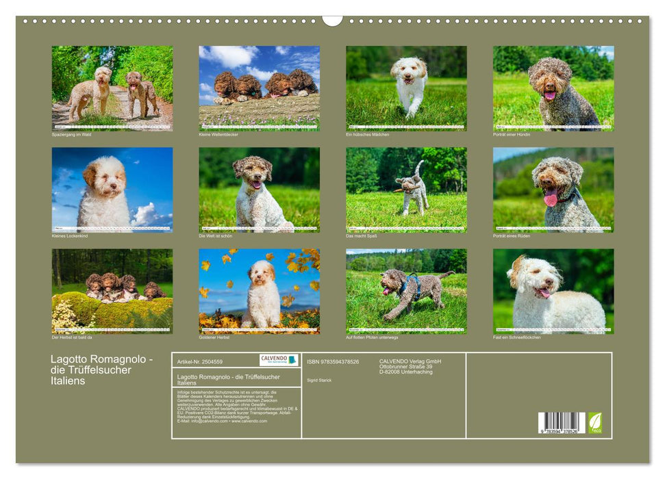 Lagotto Romagnolo - die Trüffelsucher Italiens (CALVENDO Wandkalender 2027)