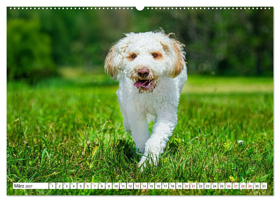 Lagotto Romagnolo - die Trüffelsucher Italiens (CALVENDO Wandkalender 2027)