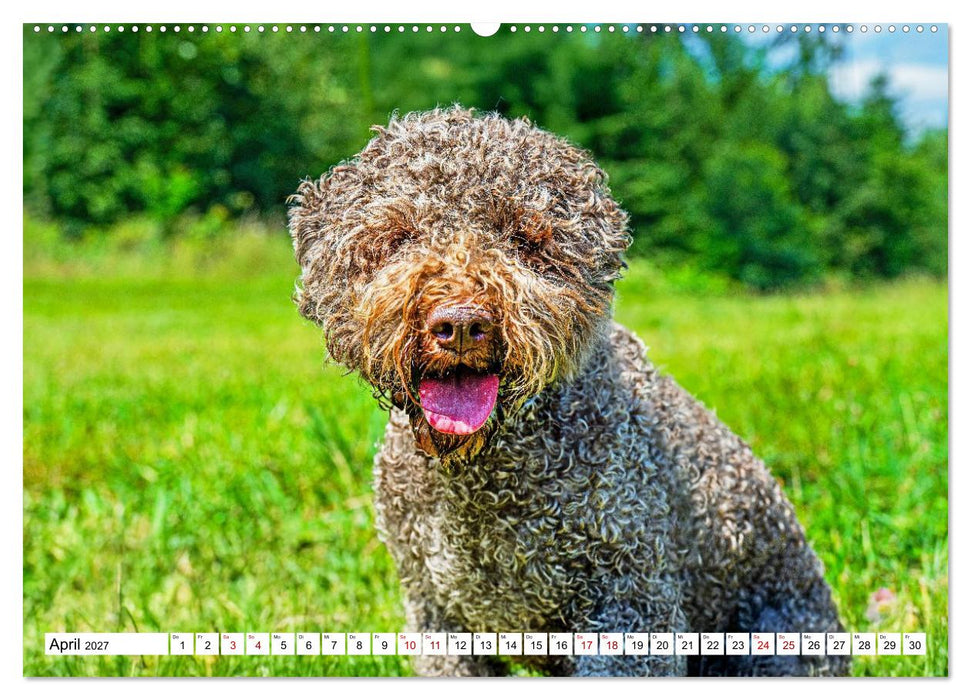 Lagotto Romagnolo - die Trüffelsucher Italiens (CALVENDO Wandkalender 2027)