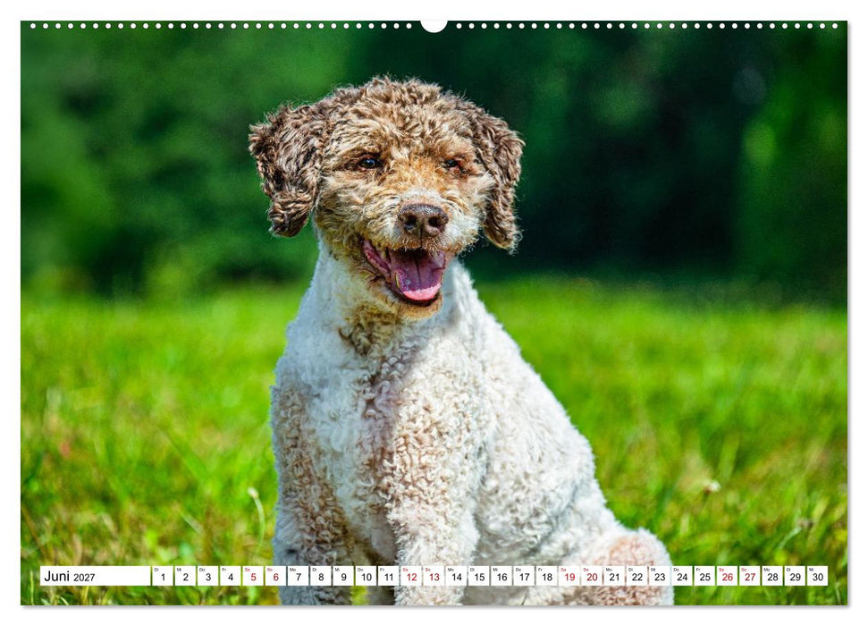 Lagotto Romagnolo - die Trüffelsucher Italiens (CALVENDO Wandkalender 2027)