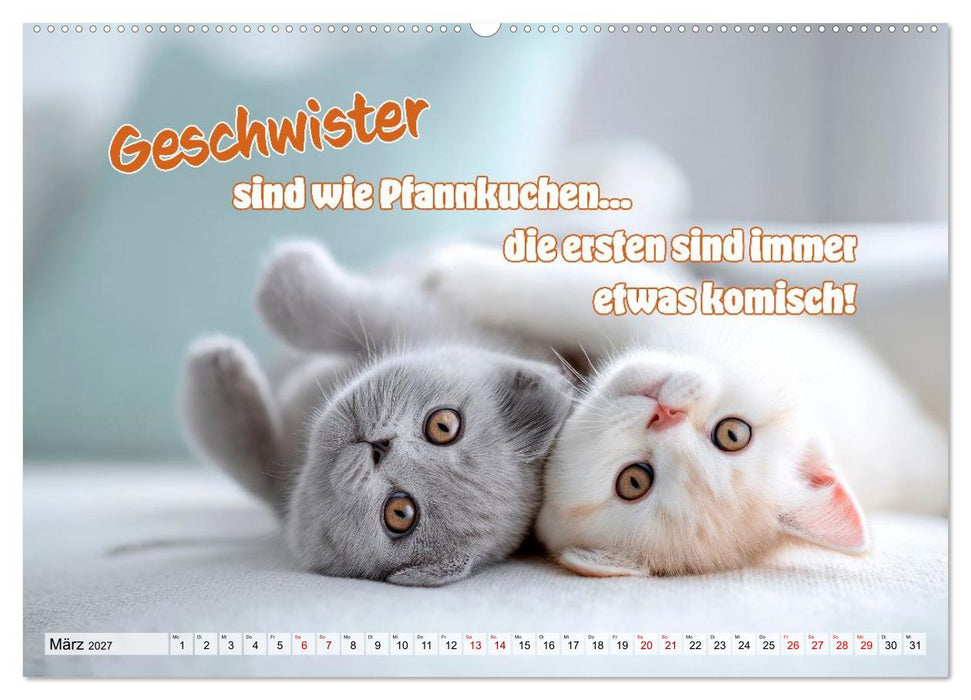Katzenbabys - Klein, frech und coole Sprüche (CALVENDO Premium Wandkalender 2027)