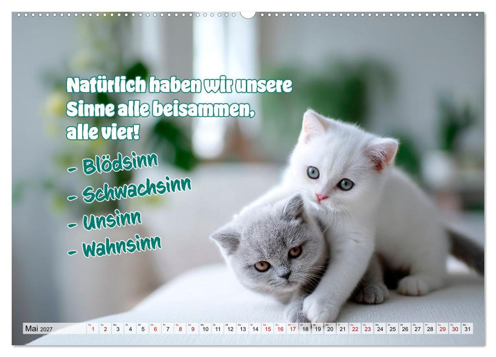 Katzenbabys - Klein, frech und coole Sprüche (CALVENDO Premium Wandkalender 2027)