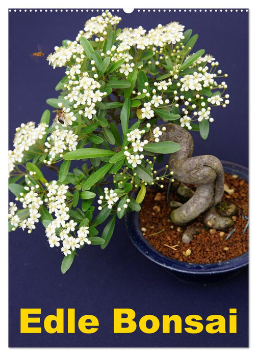 Edle Bonsai (CALVENDO Wandkalender 2027)