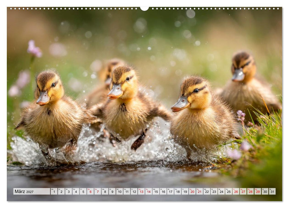Bauernhofbabys - Tierische Lieblinge vom Land (CALVENDO Premium Wandkalender 2027)