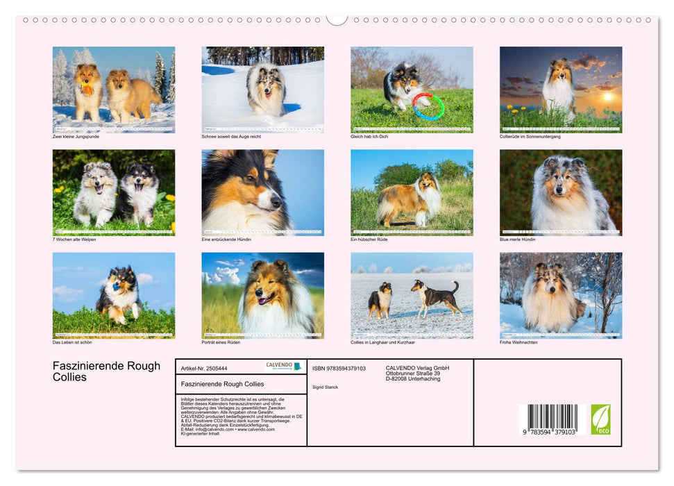Faszinierende Rough Collies (CALVENDO Premium Wandkalender 2027)