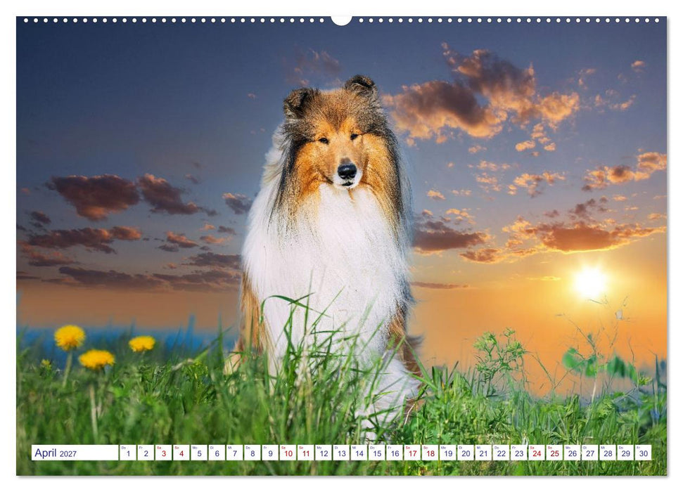 Faszinierende Rough Collies (CALVENDO Premium Wandkalender 2027)