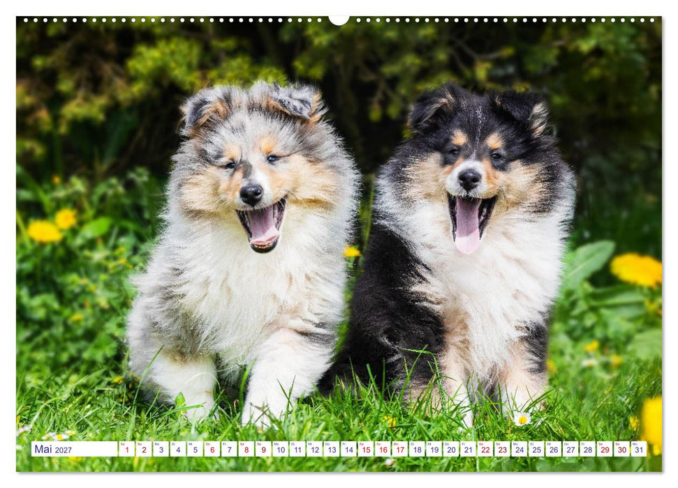 Faszinierende Rough Collies (CALVENDO Premium Wandkalender 2027)