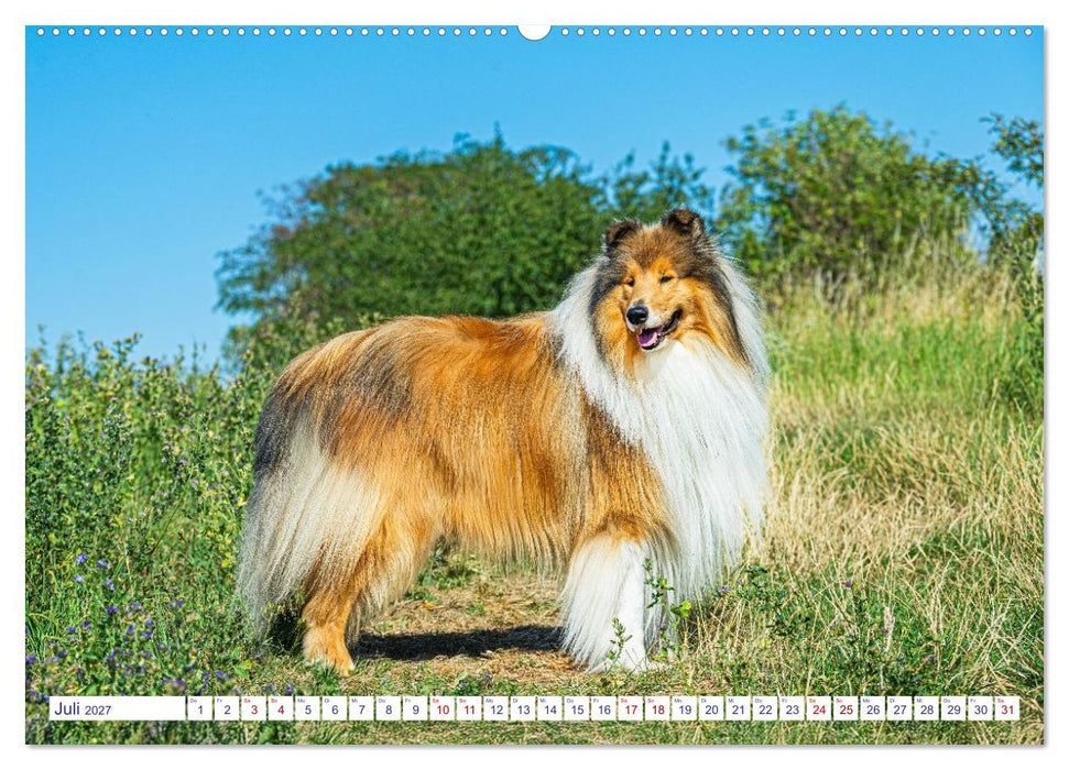 Faszinierende Rough Collies (CALVENDO Premium Wandkalender 2027)