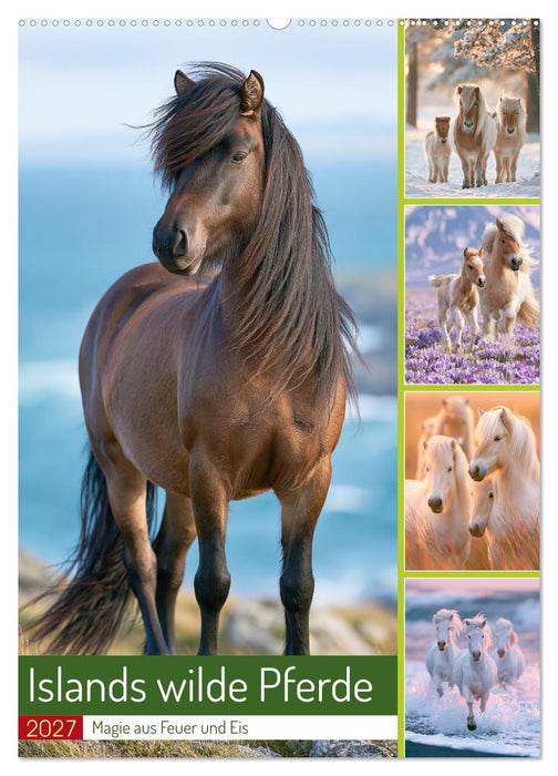 Islands wilde Pferde (CALVENDO Wandkalender 2027)