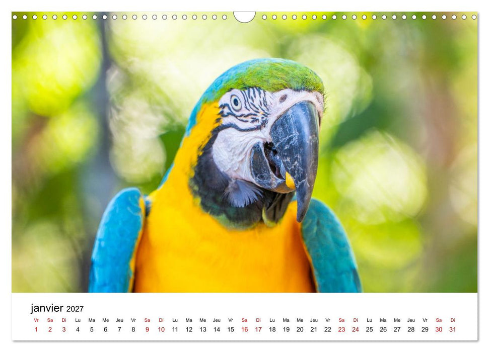 Aras et perruches colorées (CALVENDO Calendrier mensuel 2027)