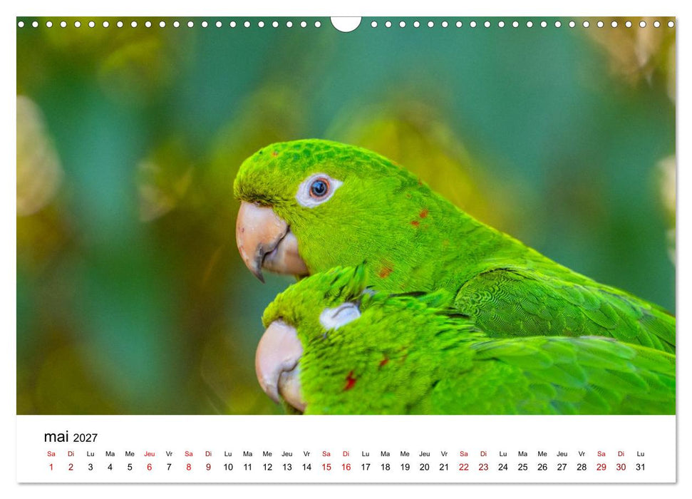 Aras et perruches colorées (CALVENDO Calendrier mensuel 2027)