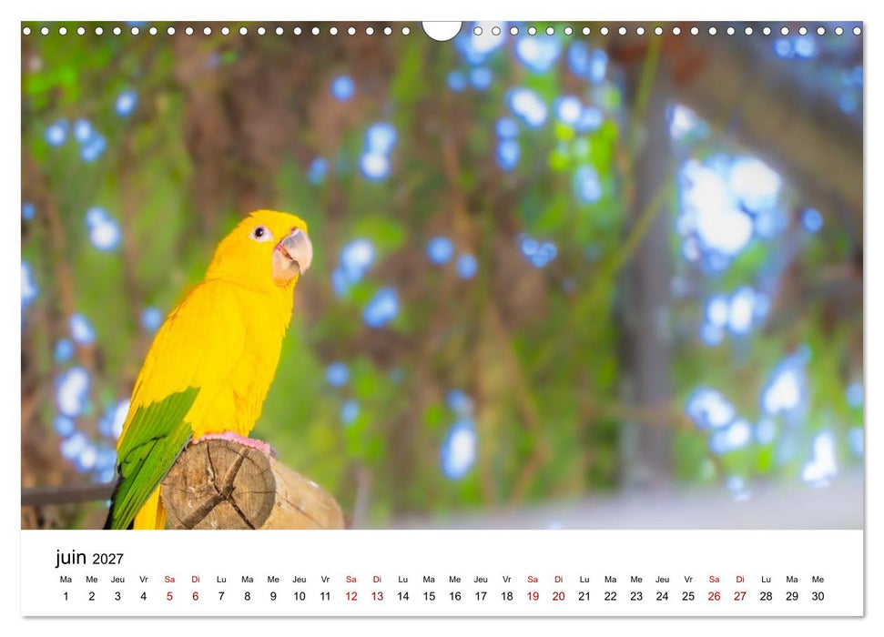 Aras et perruches colorées (CALVENDO Calendrier mensuel 2027)