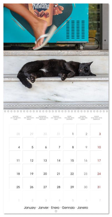 Mediterranean Cats (CALVENDO Monthly Calendar 2027)