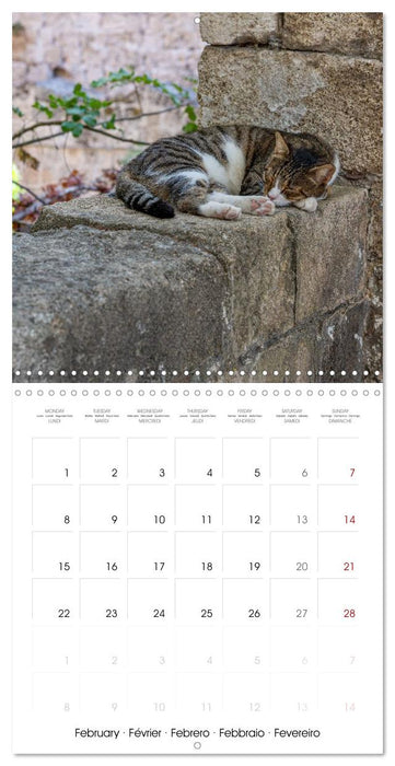 Mediterranean Cats (CALVENDO Monthly Calendar 2027)