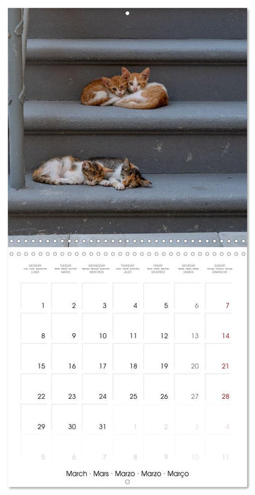 Mediterranean Cats (CALVENDO Monthly Calendar 2027)