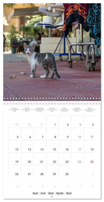 Mediterranean Cats (CALVENDO Monthly Calendar 2027)